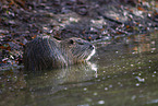 Nutria
