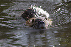 swimming Nutria