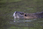 swimming Nutria