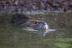 swimming Nutria