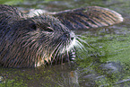 Nutria