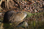 Nutria