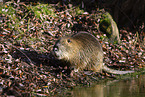 Nutria