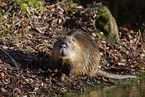 sitting Nutria