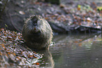 sitting Nutria