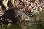walking Nutria