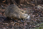 Nutria
