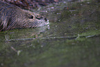 Nutria