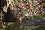 Nutria