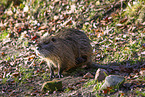 sitting Nutria