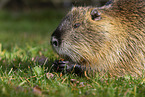 eating Nutria