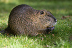 sitting Nutria