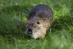 walking Nutria