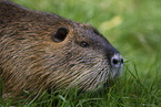 Nutria