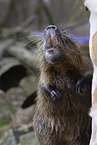 Nutria standing on hind legs