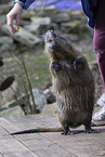 Nutria standing on hind legs