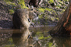 preening Nutria