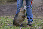 Nutria standing on hind legs