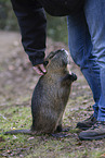 Nutria standing on hind legs
