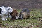 dog and Nutria