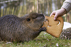 eating Nutria