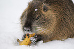 Nutria in winter