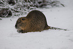 Nutria in winter