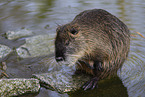 sitting Nutria