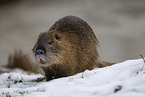 Nutria in winter