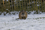 Nutria in winter