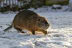 Nutria in winter