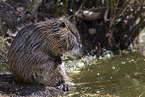preening Nutria