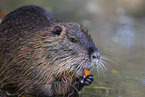 eating Nutria