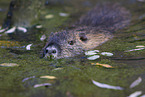 swimming Nutria