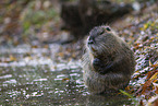 sitting Nutria