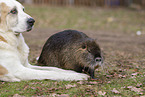 dog and Nutria