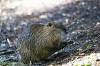 sitting Nutria