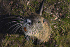 Nutria standing on hind legs