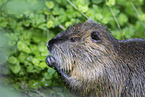 coypu