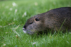 coypu