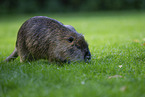 coypu