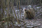 coypu
