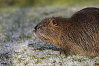 coypu