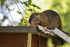 coypu