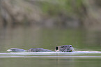 coypu