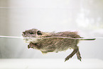 coypu