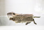 coypu