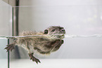 coypu