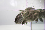 coypu