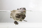 coypu
